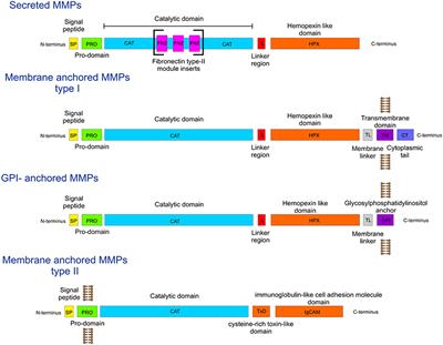 Frontiers | Mechanisms of Action of Novel Drugs Targeting